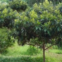 2公分枇杷樹價(jià)格
