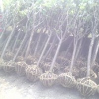 櫻花