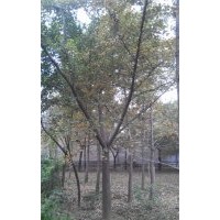 長(zhǎng)期供應(yīng)15公分銀杏嫁接樹