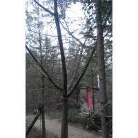 長(zhǎng)期供應(yīng)16公分銀杏嫁接樹