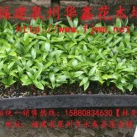 竹柏