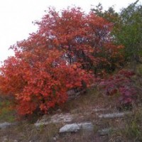 供應(yīng)叢生玉蘭、叢生黃櫨、叢生紫薇、叢生山茱萸、叢生月季等