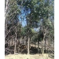 供應(yīng)大葉女貞、小葉女貞、大葉女貞苗、冬青苗、大葉女貞種子等