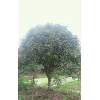 桂花樹