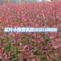 紅葉小檗苗四季長紅的紅葉小檗工程苗江蘇紅葉小檗小苗價格
