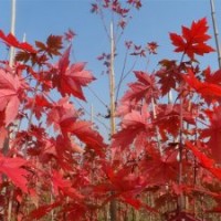 美國改良紅楓（秋火焰）紅楓基地 紅楓種植技術(shù) 紅楓小苗