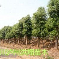 瀘州洪翔香樟