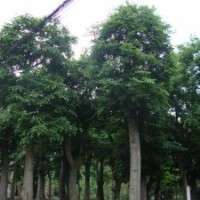 大量供應樸樹