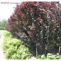 紅葉碧桃、綠葉碧桃、榆葉梅、美人梅、紫葉李、紫葉矮櫻、西府海