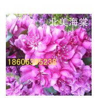 凱爾斯北美海棠，蘋果苗，桃苗
