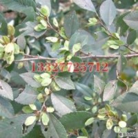 白玉蘭苗木價(jià)格，白玉蘭價(jià)格