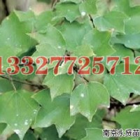 構(gòu)樹苗木價格，構(gòu)樹價格
