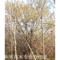 供應(yīng)胸徑8-14cm臭李子，臭李子最新報價，桓仁和興苗木專業(yè)種植基
