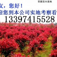 品種有：桂花、廣玉蘭、羅漢松、香樟、紅葉石楠、茶花、茶梅、紅