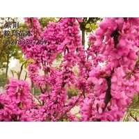 江蘇海桐火棘供應(yīng)價(jià)格，紅葉李紅葉碧桃沭陽欒樹批發(fā)價(jià)格