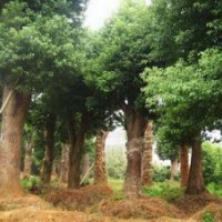 湖南香樟樹苗木價格香樟價格移植苗木價格
