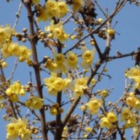木芙蓉、臘梅、紅梅、綠梅、竹柏、雪松、海棗