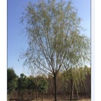 出售旱柳、垂柳