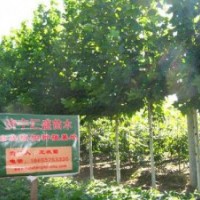 處理河北法桐樹5公分速生法桐價格