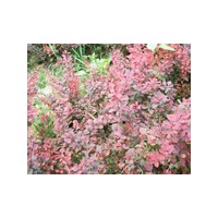 日紅苗木、黑麥苗木、紅葉石楠苗木、花生苗木、金葉女貞苗木基地
