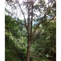 供應(yīng)各種規(guī)格的仁面樹,仁面子,仁面苗,山貨仁面,藏生貨!