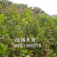 十大功勞、杜鵑、八角金盤、法國冬青、龜甲冬青、衛(wèi)矛