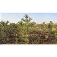 供應(yīng)占地用油松苗，檸條苗 檉柳苗等