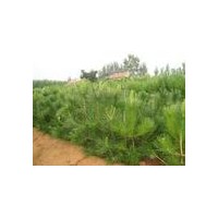 供應油松 山西各種規(guī)格油松 白皮松