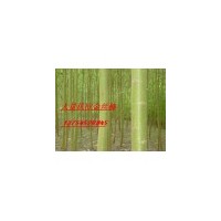 竹柳，旱柳，黃柳，金絲垂柳，垂柳，