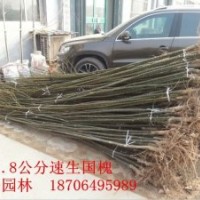子墨景觀園林專供：白蠟、國(guó)槐、榆樹、垂柳等喬木