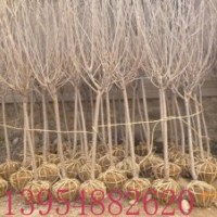 泰安3公分櫻花