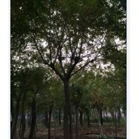 哪里有國槐，山東國槐