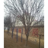 10公分紫葉李