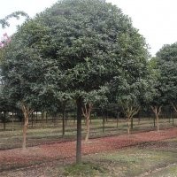 成都桂花 成都萬(wàn)樹(shù)園林最新供應(yīng)八月桂苗木 八月桂