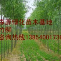 竹柳價(jià)格-哪里有竹柳小苗-竹柳小苗低價(jià)出售