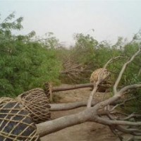 供應(yīng)18公分-20公分國槐價格
