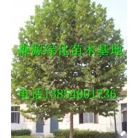 供應(yīng)國(guó)槐-法桐-白蠟-合歡-確保成活率規(guī)格齊全