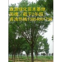 山西國槐價(jià)格-8公分國槐10公分國槐12公分國槐15公分國槐