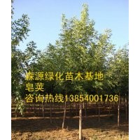 山西皂角價(jià)格-8公分皂角10公分皂角12公分皂角15公分皂角