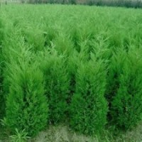 批發(fā)15-250公分塔柏（蜀檜）、龍柏，北京檜