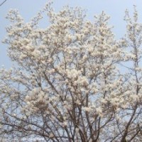 黃金槐、白玉蘭、國槐、白皮松等
