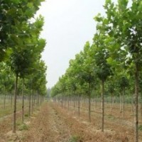 苗圃出售10公分11公分12公分國槐