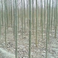 河北速生小苗|速生柳價(jià)格