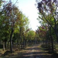 江蘇櫸樹基地|櫸樹供應(yīng)|櫸樹報(bào)價(jià)