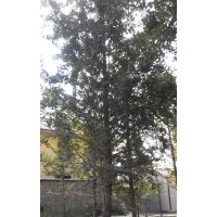 長期供應(yīng)25公分銀杏實(shí)生樹