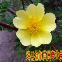 供應(yīng)黃刺玫價格，黃刺玫圖片，黃刺玫詳細(xì)介紹，黃刺玫用途
