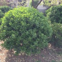 供應(yīng)山東煙臺(tái)冬青工程苗冬青工程苗
