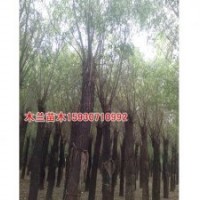 金絲柳樹(shù)價(jià)格河北木蘭苗木種植基地