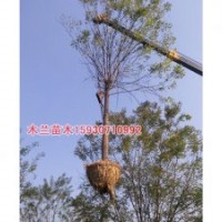 國槐報價河北木蘭苗木種植基地