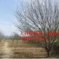 八棱海棠樹上谷郡苗圃2014最新報價